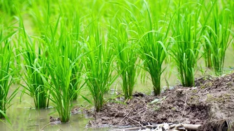 Young rice seedlings planted in rows across a flooded paddy field Stock Footage 344705699