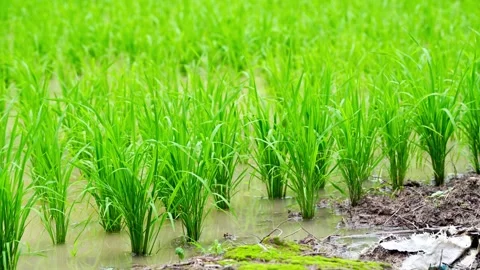 Young rice seedlings planted in rows across a flooded paddy field Stock Footage 344705702