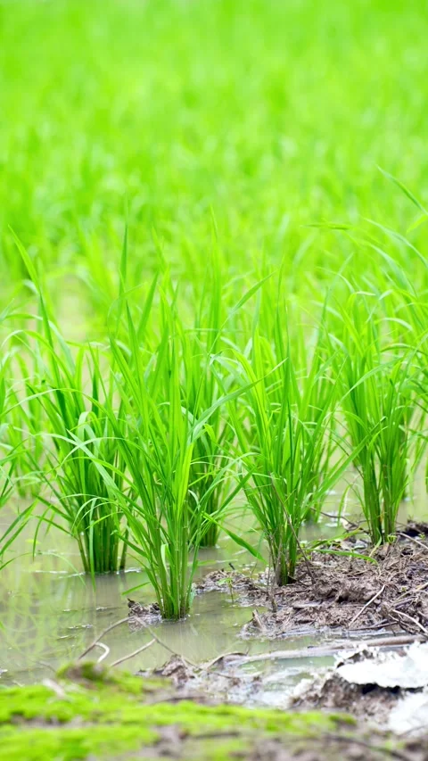 Young rice seedlings planted in rows across a flooded paddy field Stock Footage 344705736