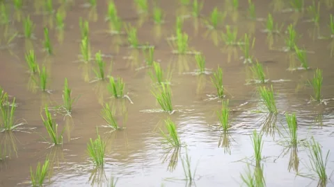 Young rice seedlings planted in rows across a flooded paddy field Stock Footage 344707862