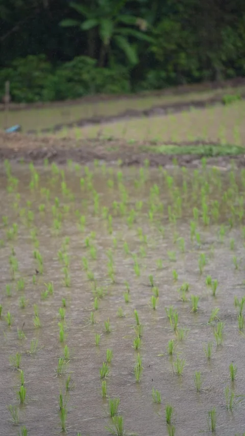 Young rice seedlings planted in rows across a flooded paddy field Stock Footage 344708122