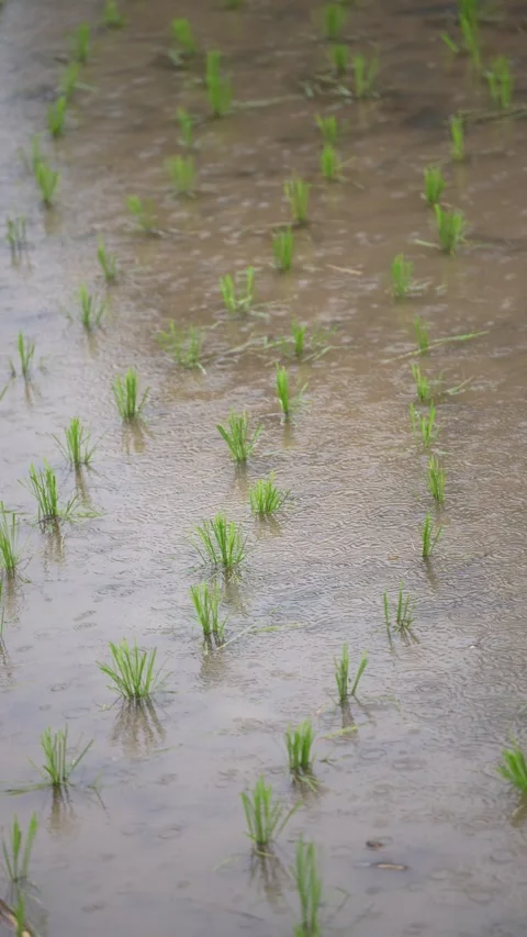 Young rice seedlings planted in rows across a flooded paddy field Stock Footage 344708123