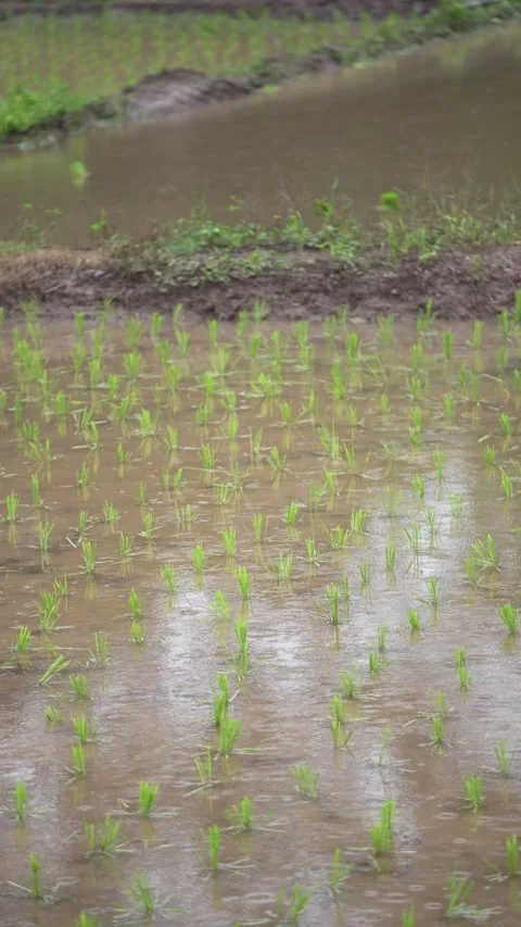 Young rice seedlings planted in rows across a flooded paddy field Stock Footage 344708255