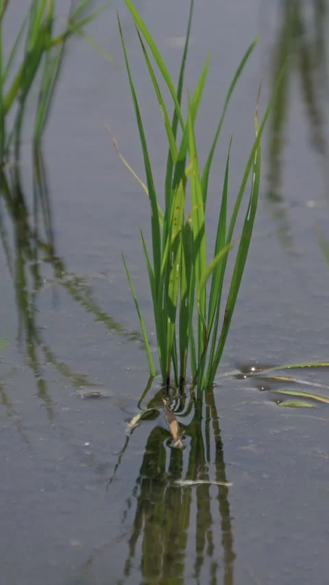 Young Rice Seedlings in Rippling Paddy Water Vertical Video 库存影片 346193368