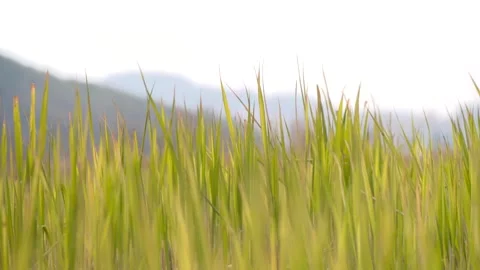 Young Rice Seedlings Swaying in the Wind Vídeo Stock 334511152