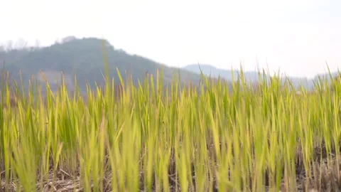 Young Rice Seedlings Swaying in the Wind Stock Footage 334511158