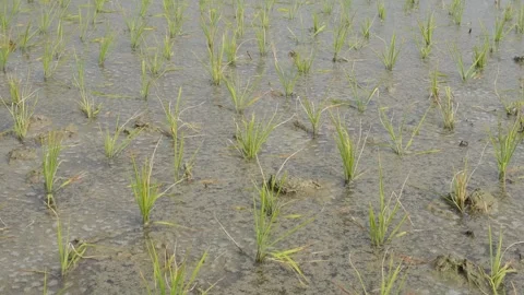 Young Rice Seedlings Transplanted Vídeos de archivo 332586216