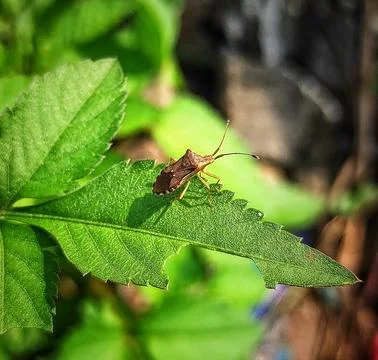 Young rice stink bug Stock Photos