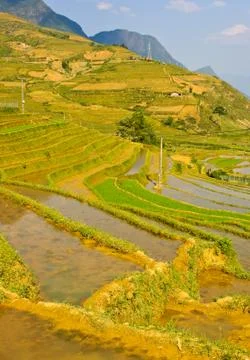 Young rice terraced fields Stock Photos