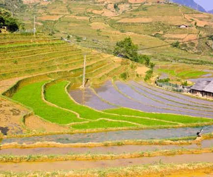 Young rice terraced fields Stock Photos