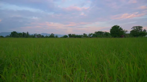 Young rice tree in rice field, beautiful at sunset, in rural area of Thailand. Video stock 253053674