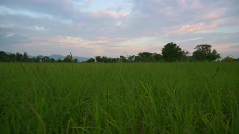 Young rice tree in rice field, beautiful at sunset, in rural area of Thailand. Video stock 253053946