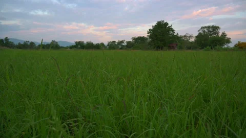 Young rice tree in rice field, beautiful at sunset, in rural area of Thailand. Video stock 253054047