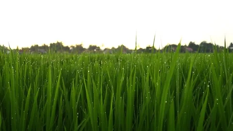 Young rice trees swaying in the wind on a sunny afternoon Stock Footage 268423788