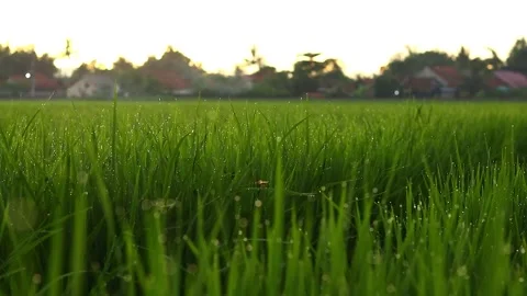 Young rice trees swaying in the wind on a sunny afternoon Stock Footage 268424123