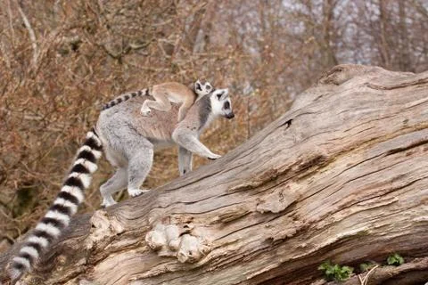 Young ring-tailed lemur on the back of it's mother Stock Photos