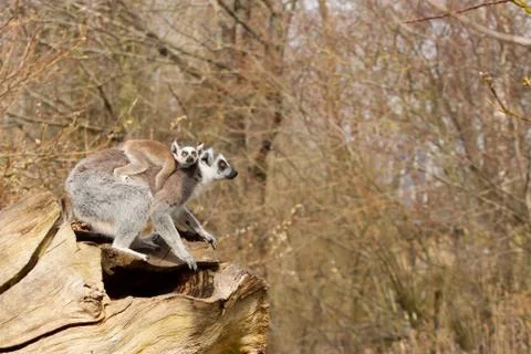 Young ring-tailed lemur on the back of it's mother Stock Photos