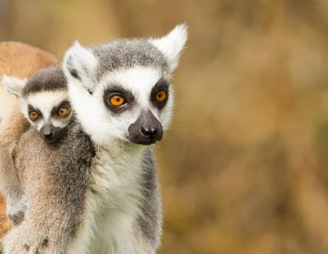 Young ring-tailed lemur on the back of it's mother Stock Photos