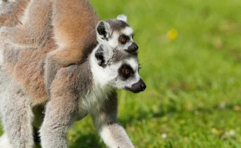 Young ring-tailed lemur on the back of it's mother Stock Photos