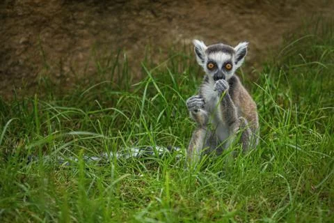 Young ring tailed lemur with long black and white tail Stock Photos