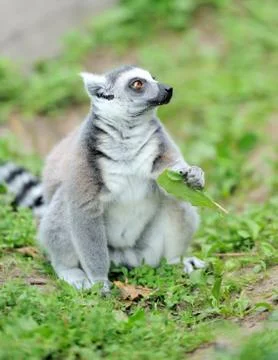 Young ring-tailed lemur Fotos de archivo