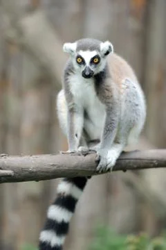 Young ring-tailed lemur 写真素材