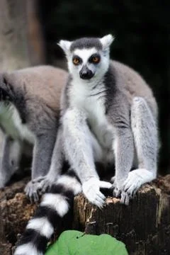 Young ring-tailed lemur Stock-Fotos