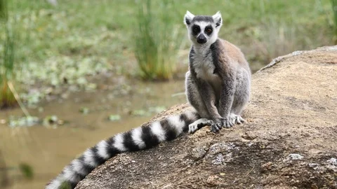 Young Ring Tailed Lemur Standing On Rock, Anja Park, Madagascar Stock Footage 122311014