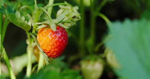 Young ripe strawberries Stock Footage 132365764
