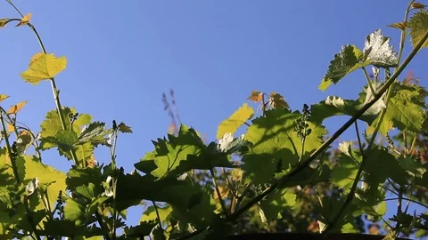 Young ripening grape Stock Footage 81488195