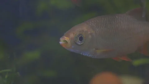 Young roach swims in the aquarium 스톡 동영상 300257071