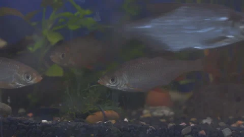 Young roach swims in the aquarium 動画素材 306820791