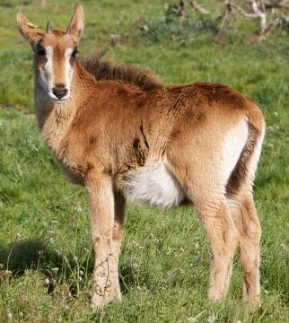 Young roan antelope Stock Photos