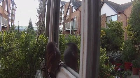 A young robin attacks own reflection in mirror Video stock 153784048