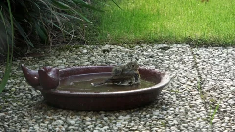Young robin bathing in the spring Stock Footage 220541902