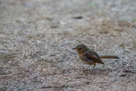 Young robin bird Stock Photos