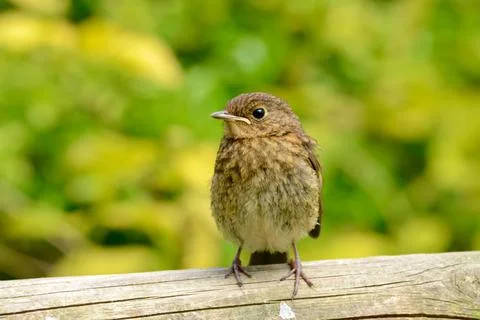 Young Robin Chick on Fence Stock Photos