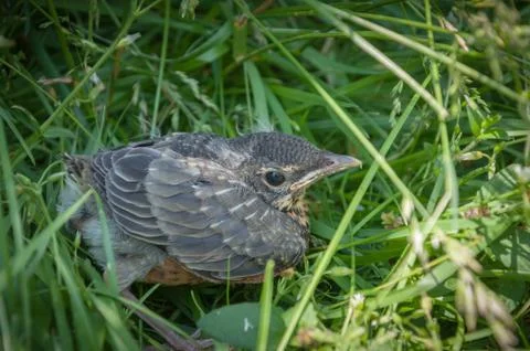 Young robin in grass Foto stock