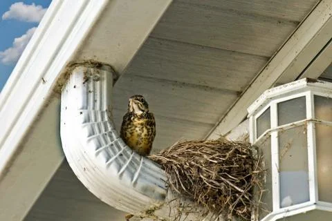 Young robin by nest Stock Photos