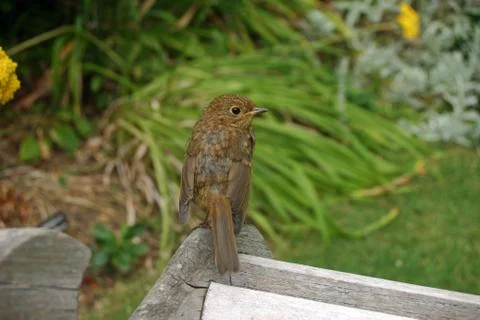 Young robin Stock Photos