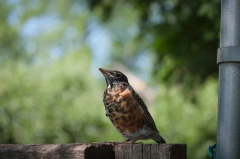 Young Robin Stock Photos