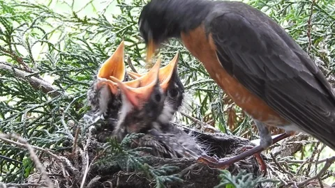 Young Robins Crowding Their Nest - Day 10c Stock Footage 108819936