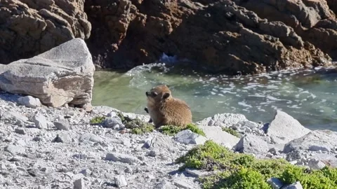 A Young Rock Hyrax Preening Itself Stock Footage 171469324