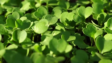 Young rocket plants Stock Footage 134034210