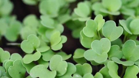 Young rocket plants Stock Footage 134523062