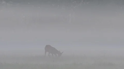 Young roe buck clean her fur on the foggy meadow, spring Stock Footage 98124802