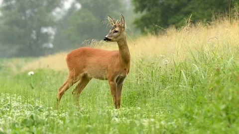 Young roe buck in a field Stock Footage 91374547
