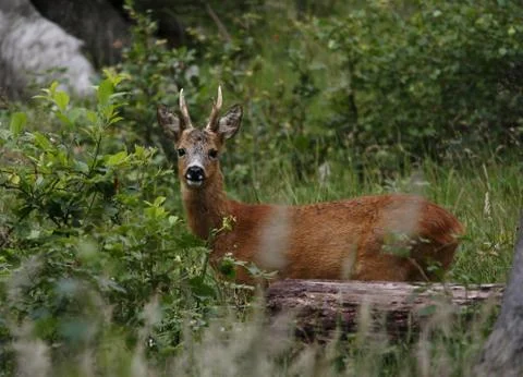 Young roe buck Stock Photos