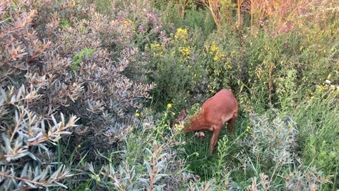 Young roe deer browsing closeup Stock Footage 282770110