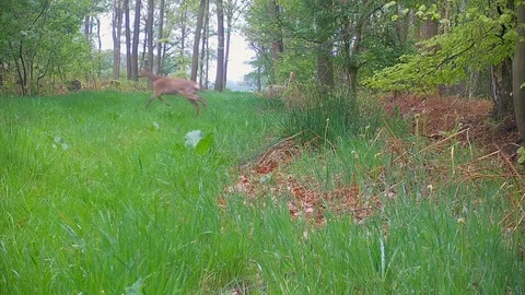 Young roe deer buck crossing grassy forest path. Stock Footage 89133745